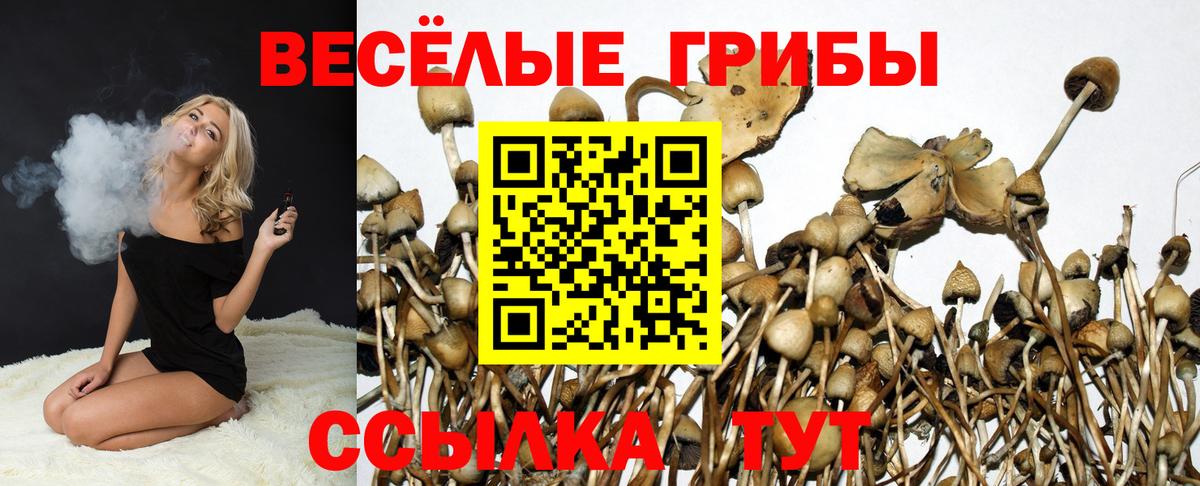 Галлюциногенные грибы Psilocybe Ногинск